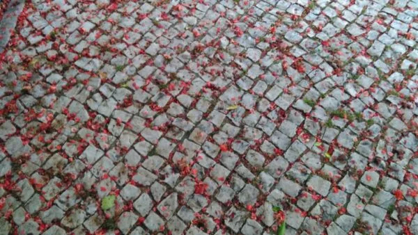 Flores de Maio na Praça António Sardinha