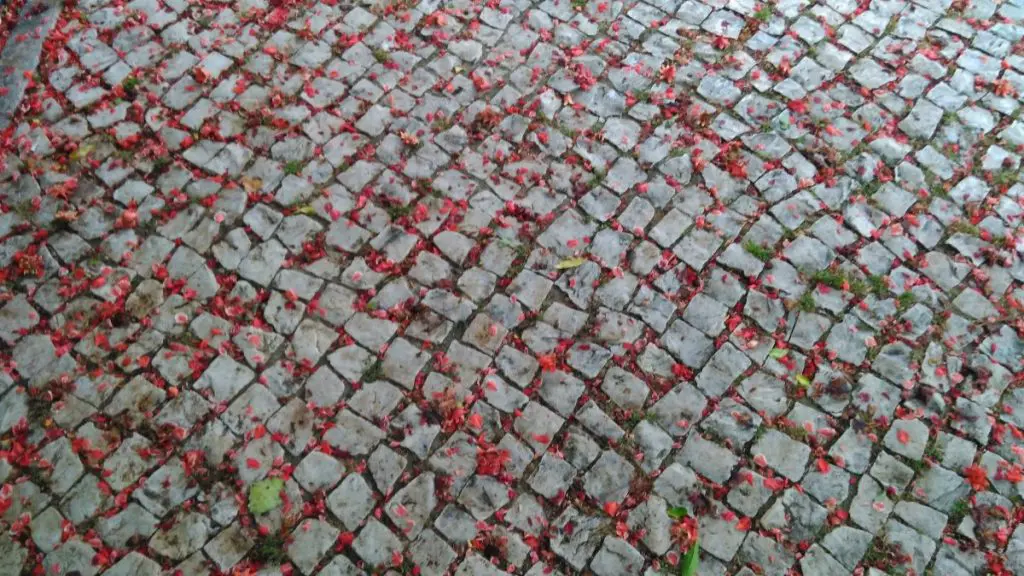 Flores de Maio na Praça António Sardinha