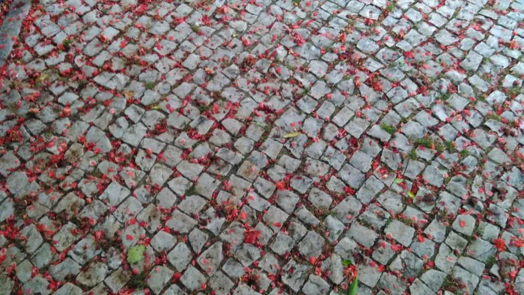 Flores de Maio na Praça António Sardinha