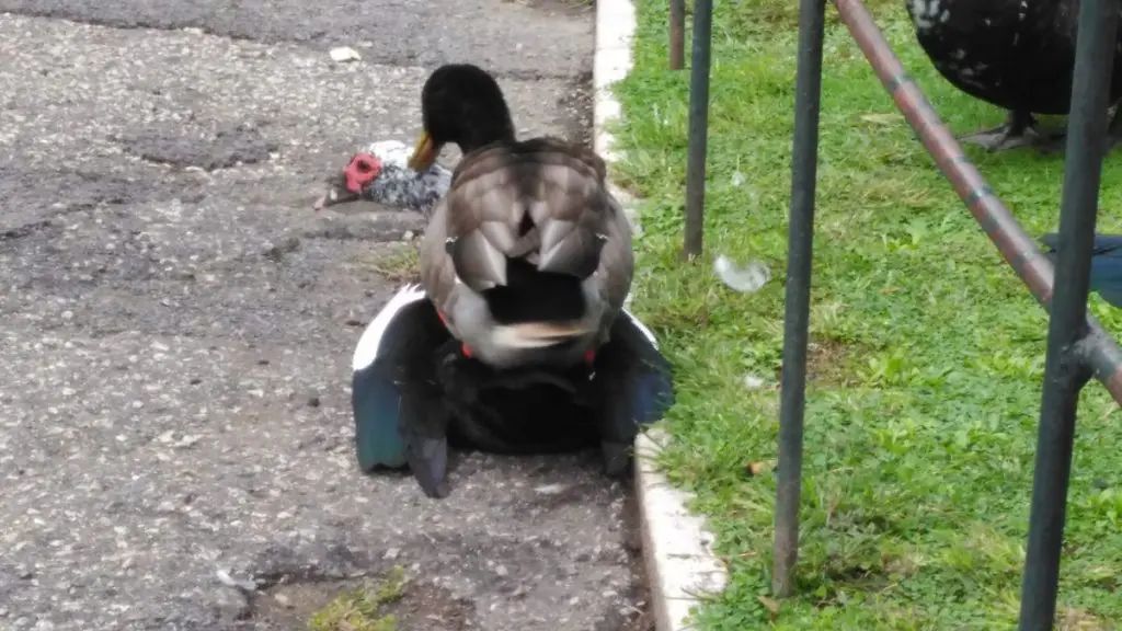 Sexo em pleno dia no meio do parque