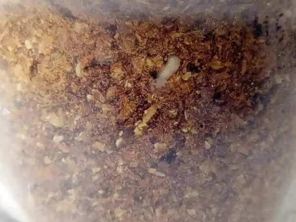 Isto é o que acontece quando um frasco de especiarias fica esquecido no fundo da despensa