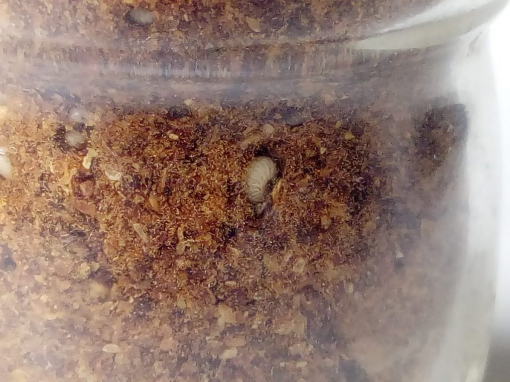 Será que fermentou e o bicho ficou com os copos de picante?