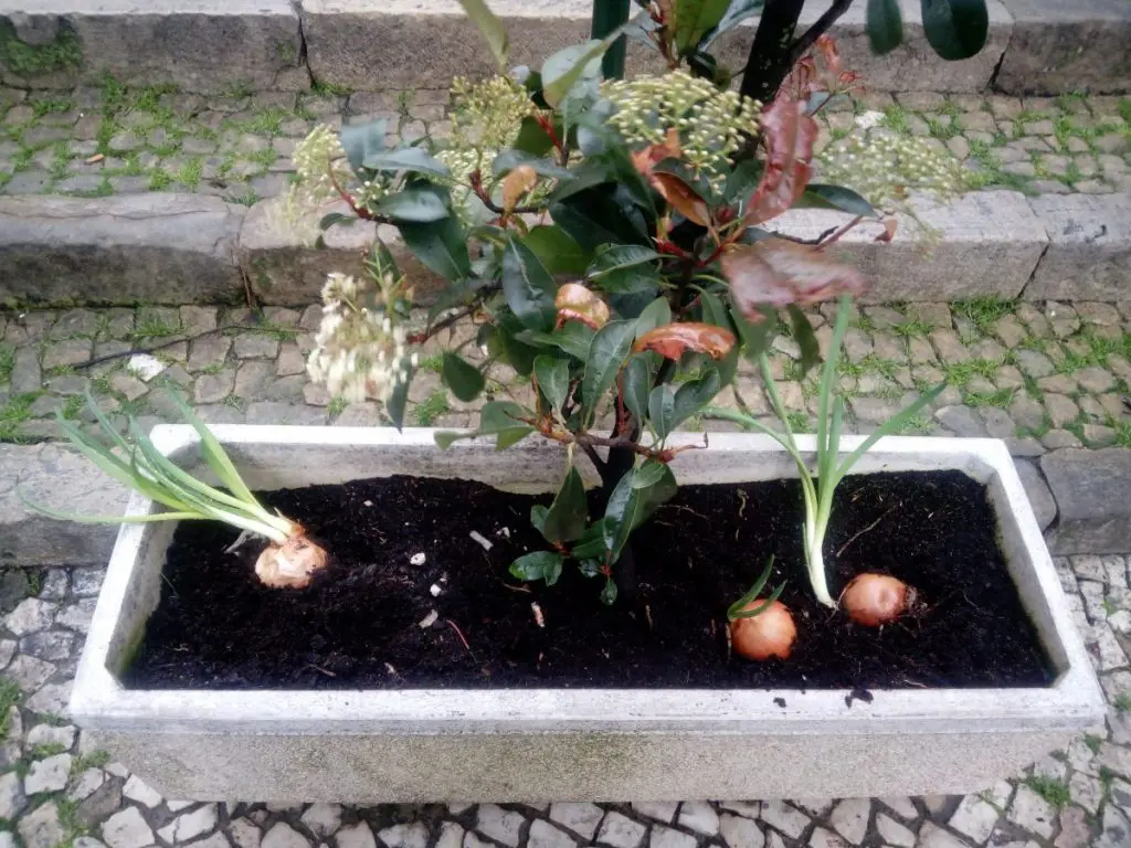 Horta mais urbana não há