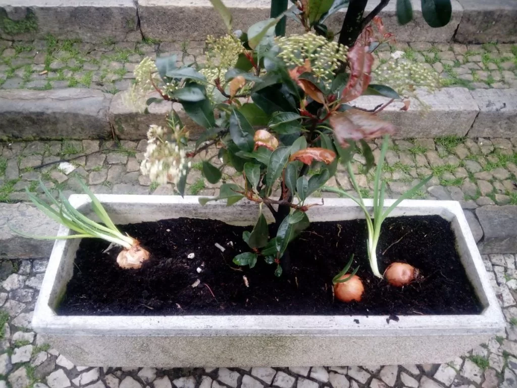 Horta mais urbana não há