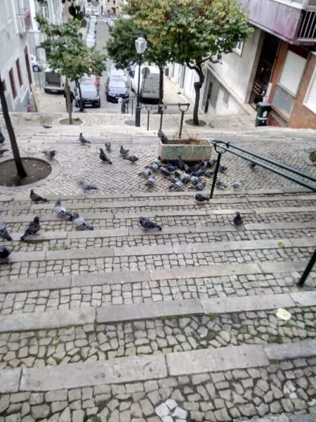 Açorda de pombo