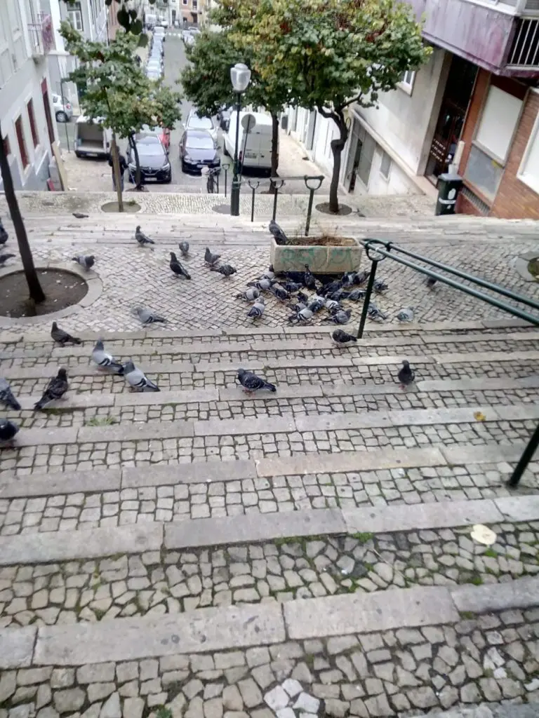 Açorda de pombo