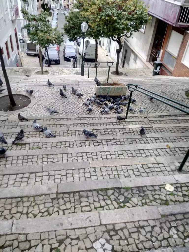 Açorda de pombo