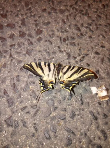 Borboleta exótica de Outono na General Roçadas