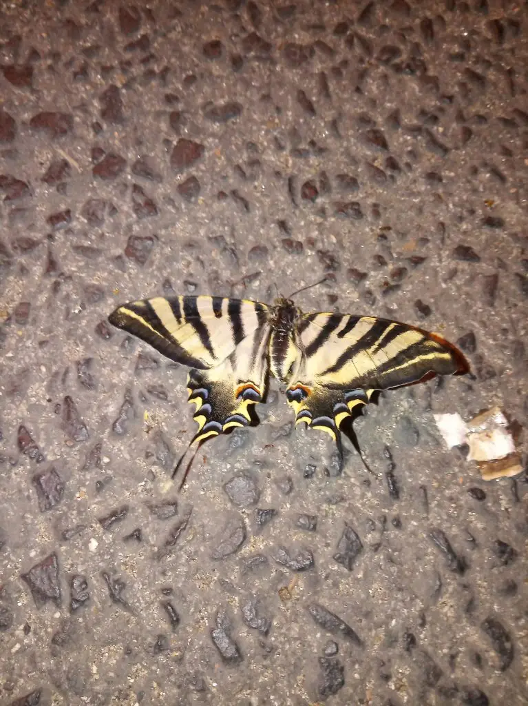Borboleta exótica de Outono na General Roçadas