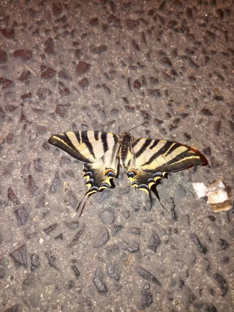 Borboleta exótica de Outono na General Roçadas