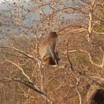 Monkey at Kandhari Caves National Park