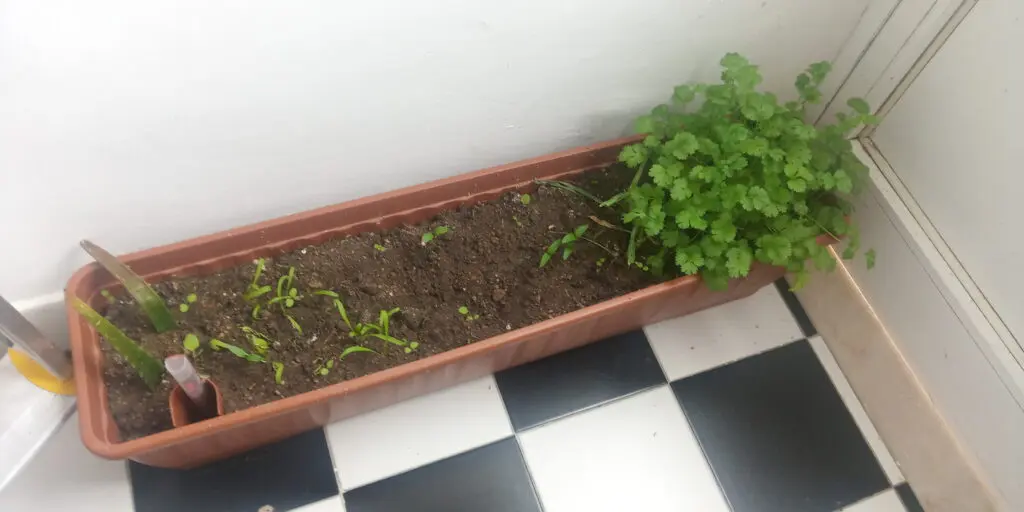 Hortinha da cozinha