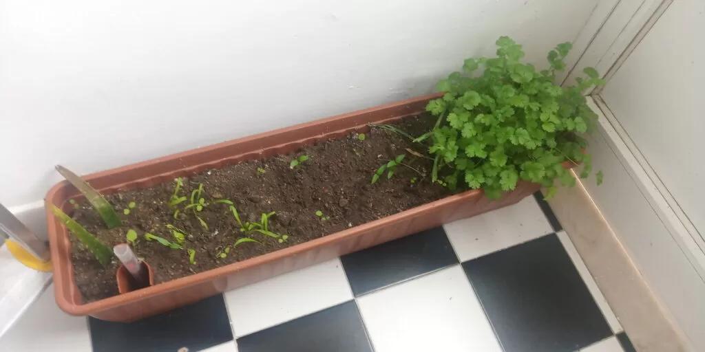Hortinha da cozinha