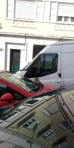Descubra o gato, um exercício de visão