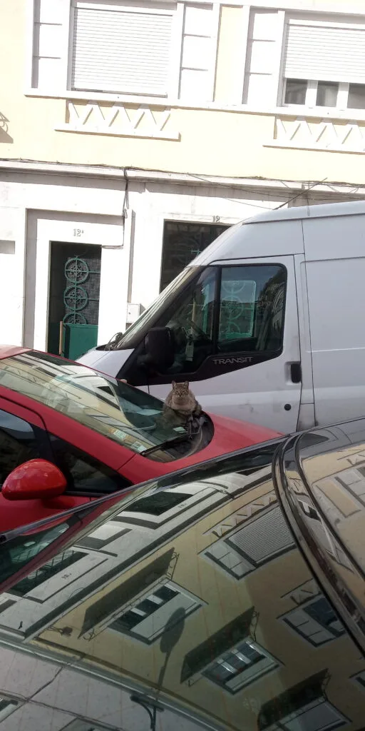 Descubra o gato, um exercício de visão