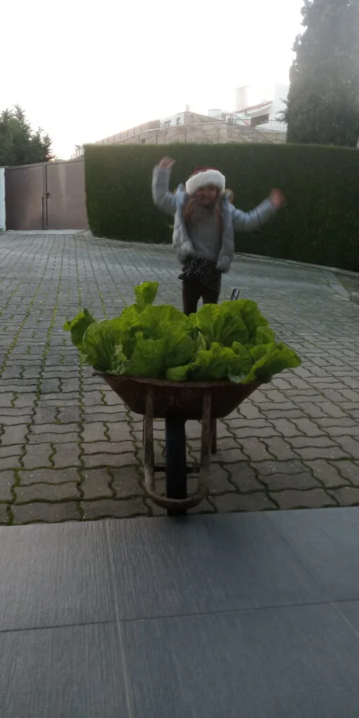 Viva! Couve portuguesa para o jantar de Natal