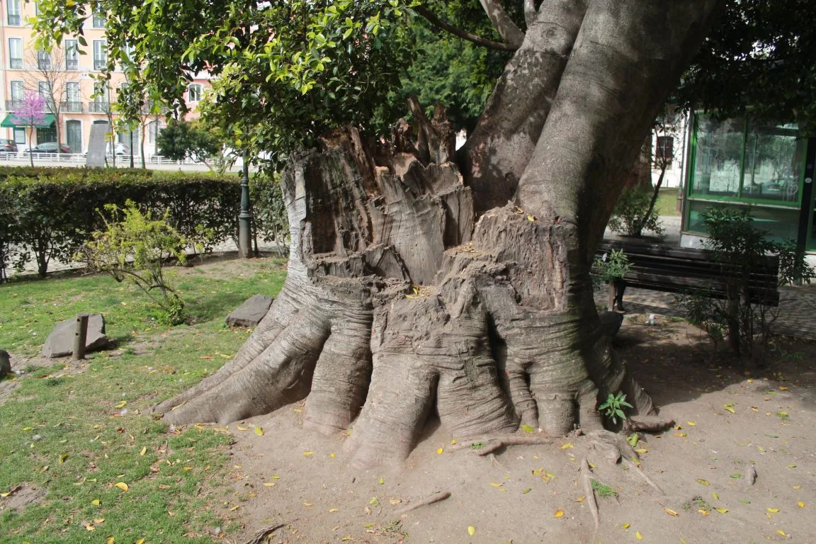 Passeio ao Campo Mártires da Pátria