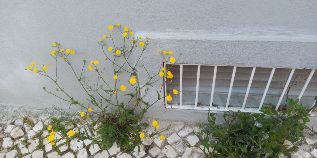 Instantâneos