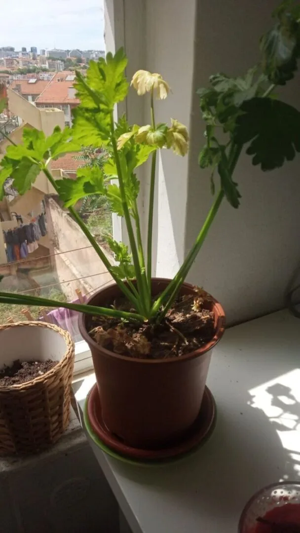Aproveitando os restos de preparação de vegetais