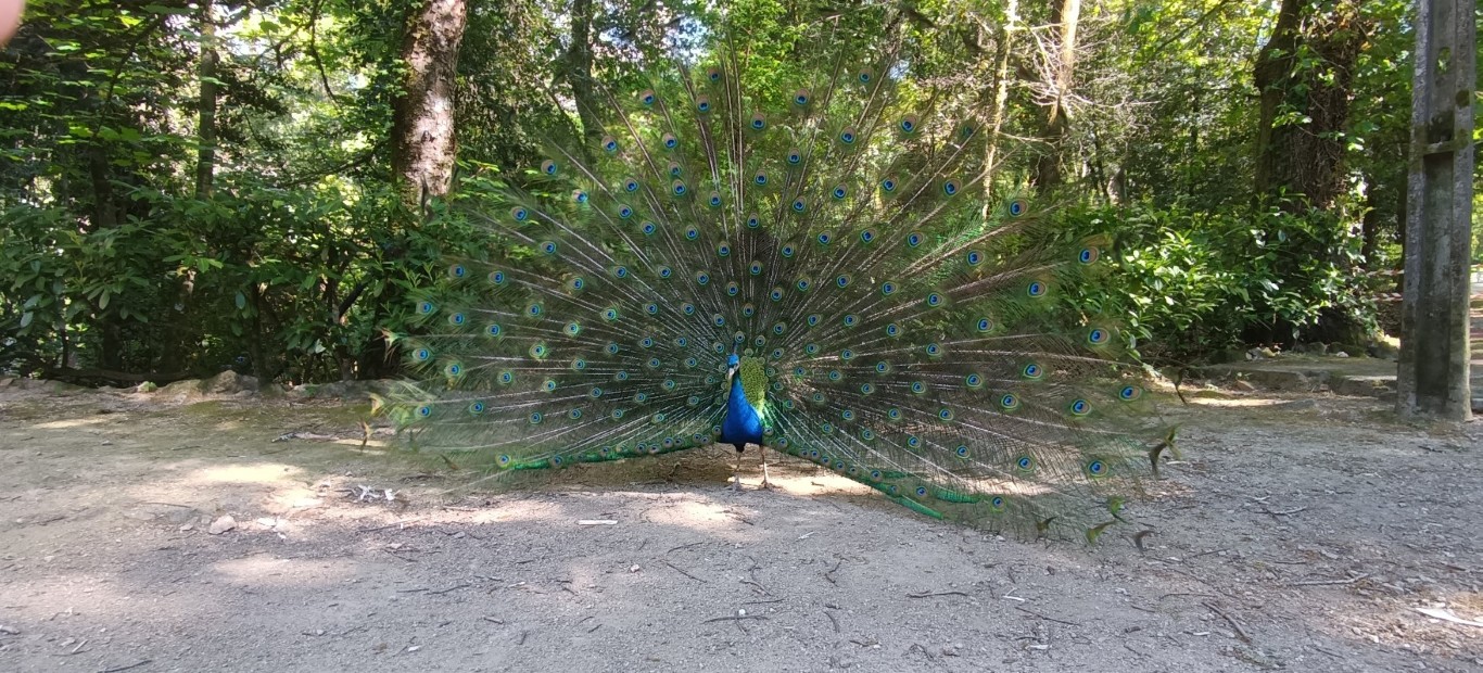 Pavões há muitos